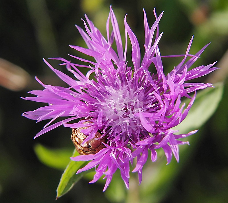 Image of Centaurea jacea specimen.