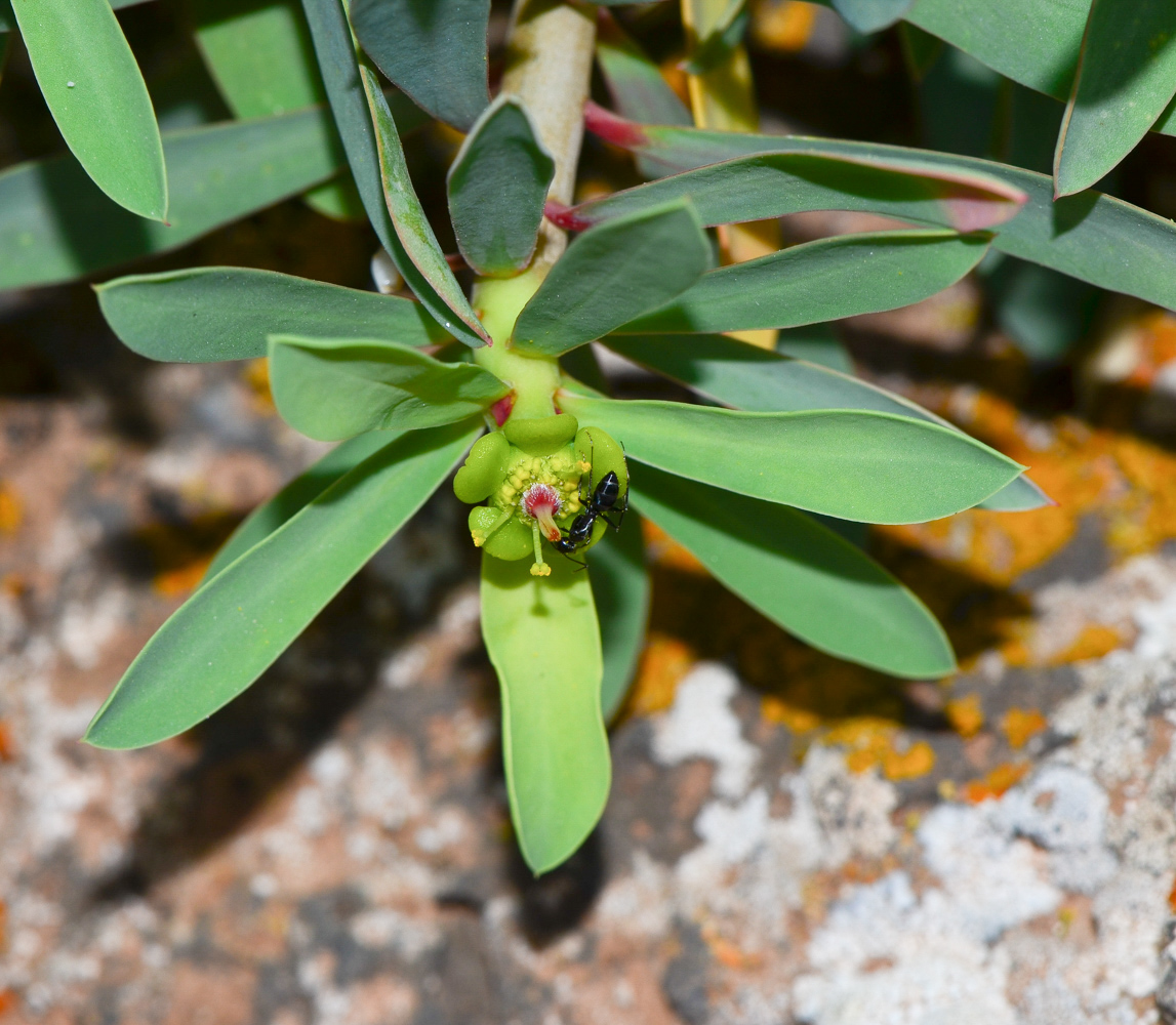 Изображение особи Euphorbia balsamifera.