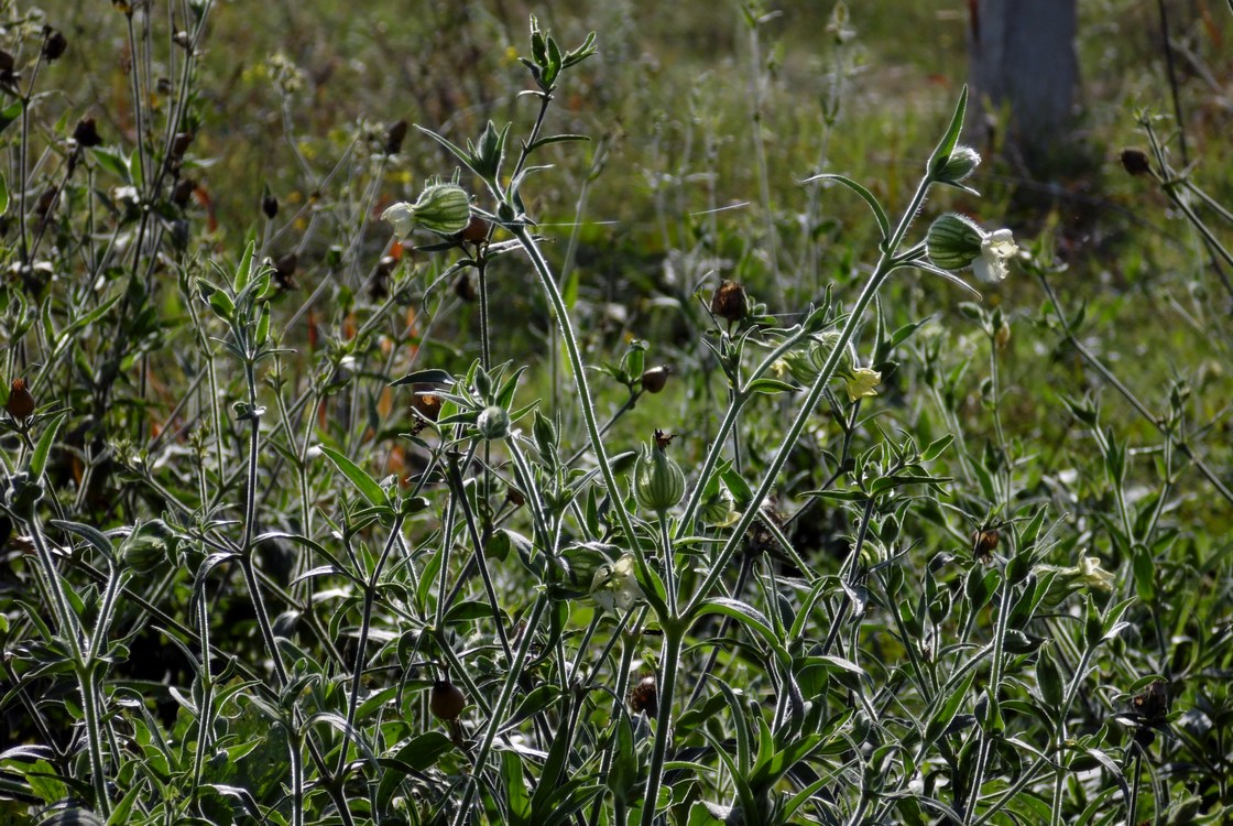 Image of Melandrium album specimen.