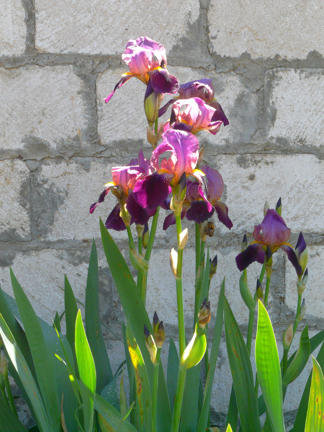 Image of Iris &times; hybrida specimen.