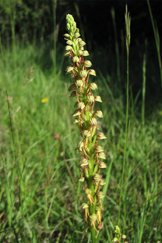 Image of Orchis anthropophora specimen.