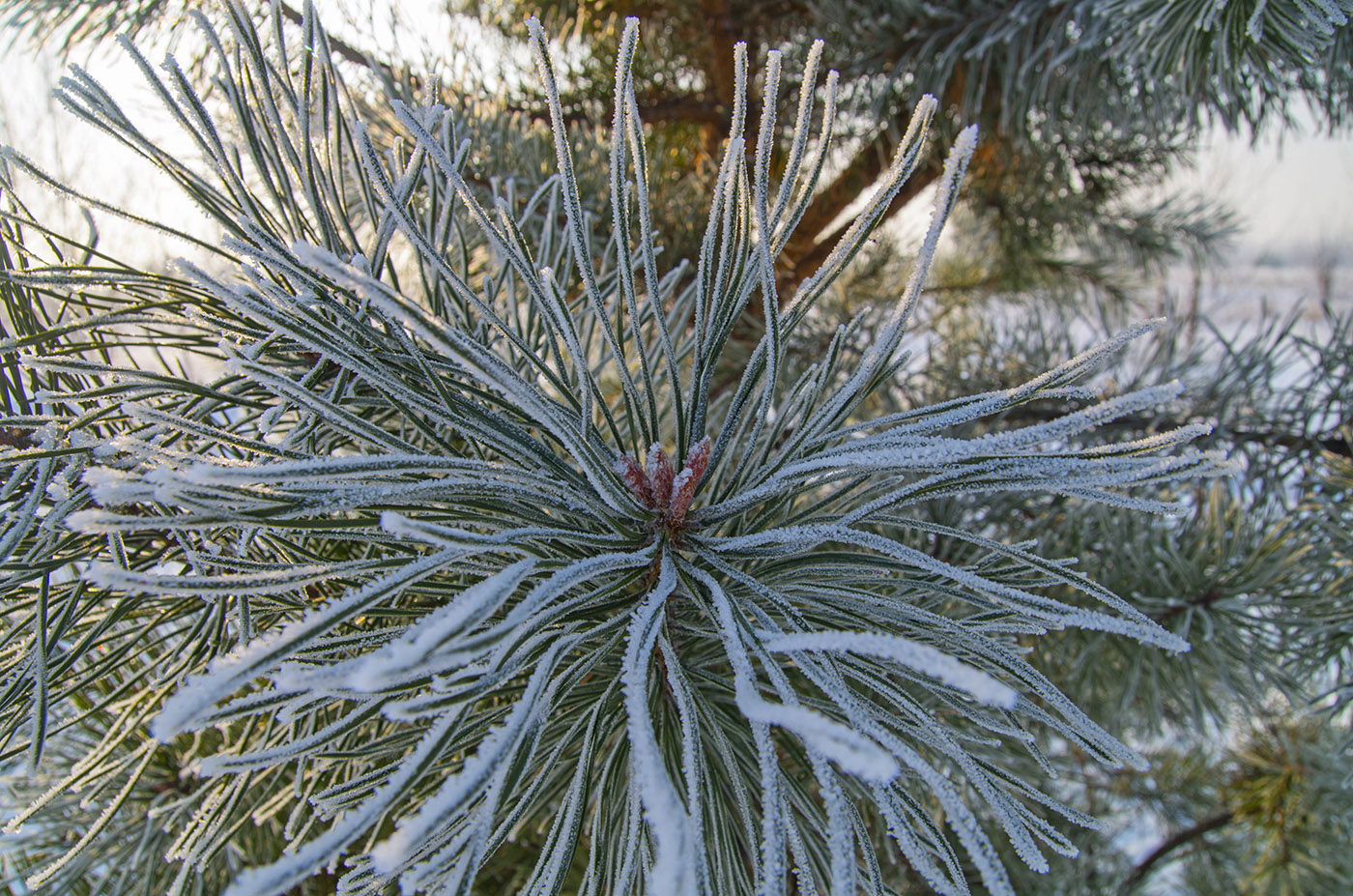 Изображение особи Pinus sylvestris.