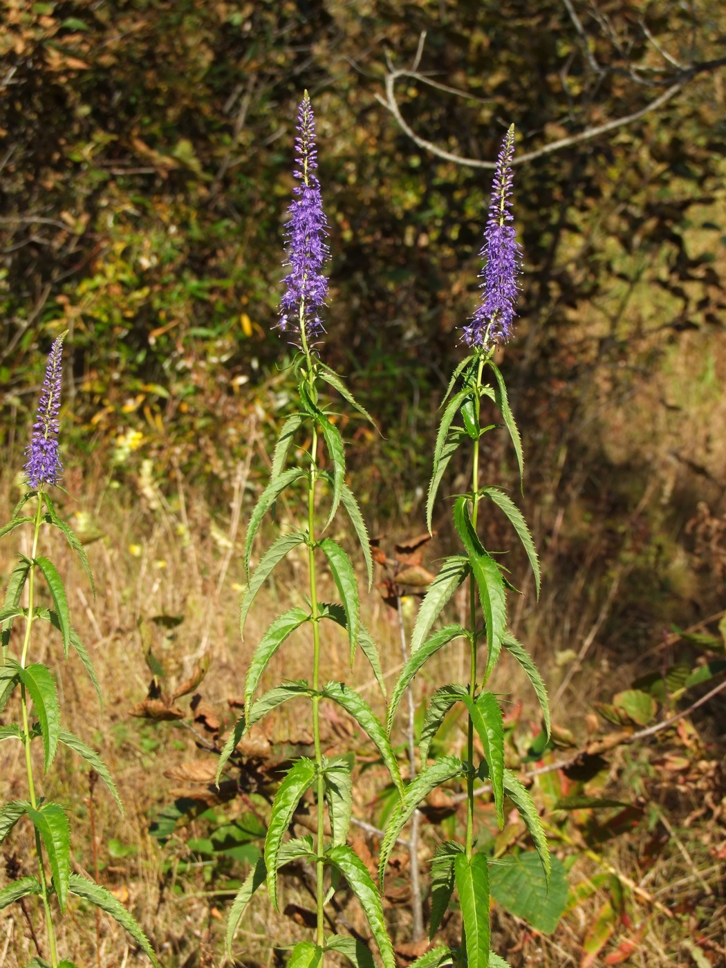 Изображение особи Veronica longifolia.