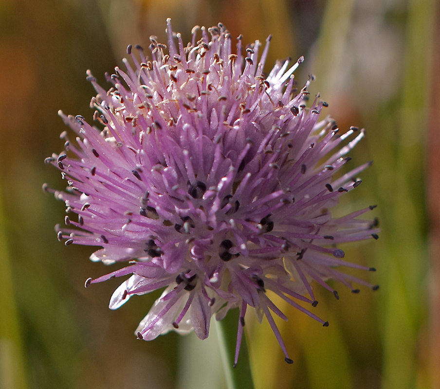 Изображение особи Allium pumilum.