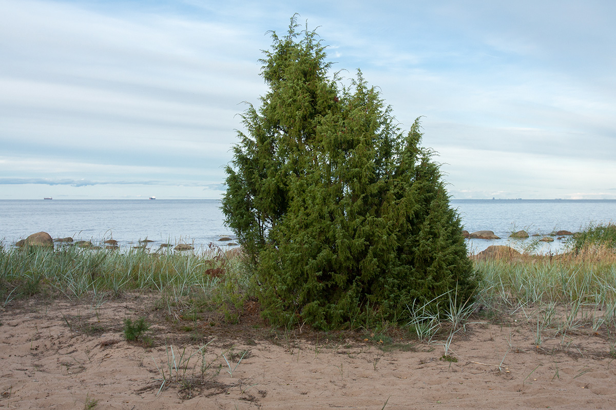 Изображение особи Juniperus communis.