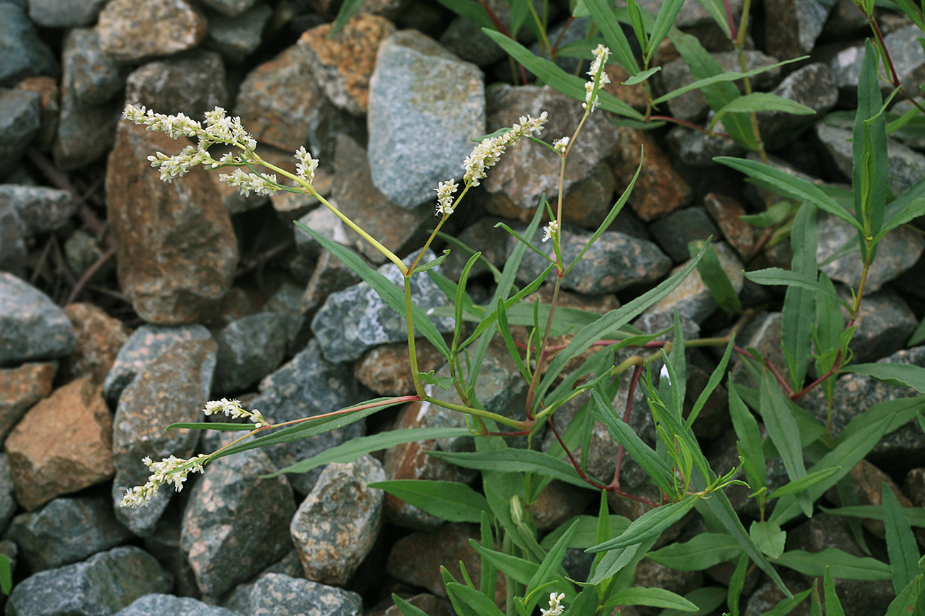 Изображение особи Aconogonon divaricatum.