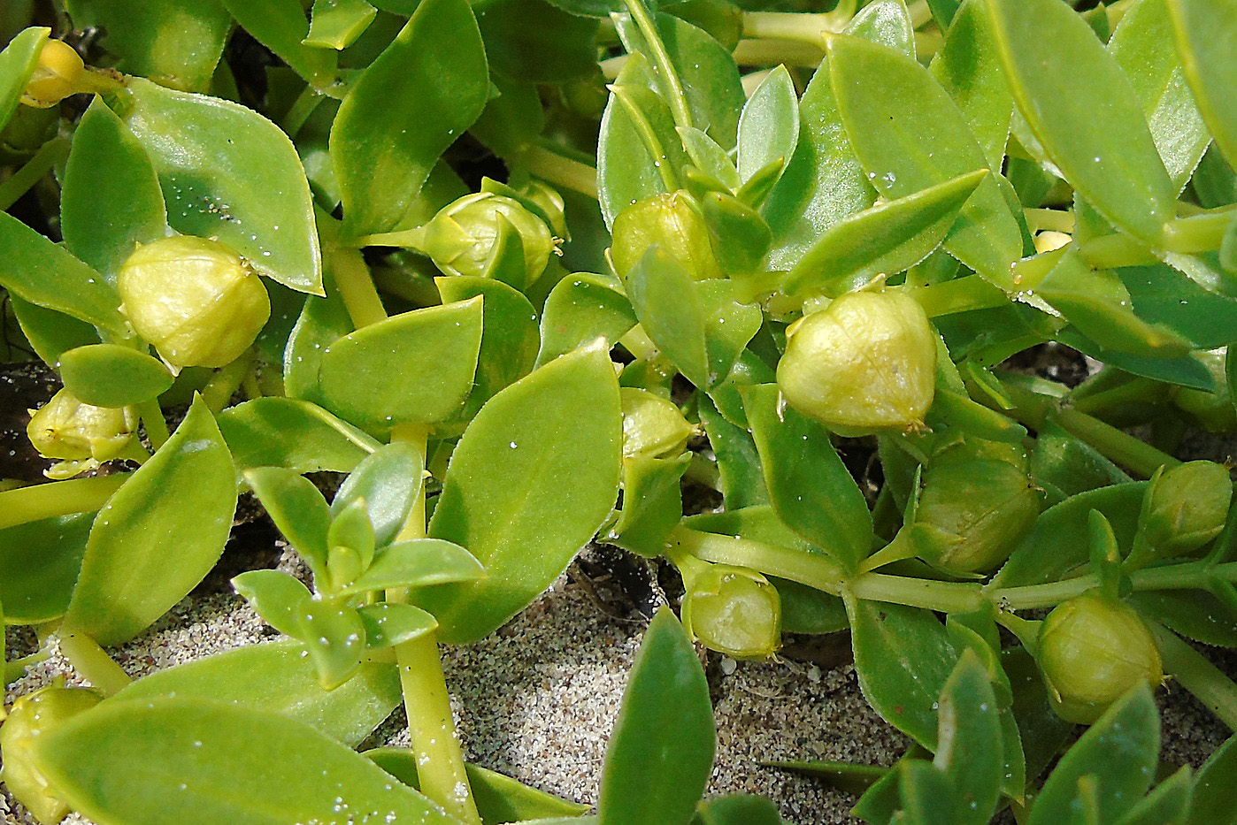 Изображение особи Honckenya peploides ssp. major.