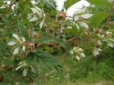 Rubus matsumuranus