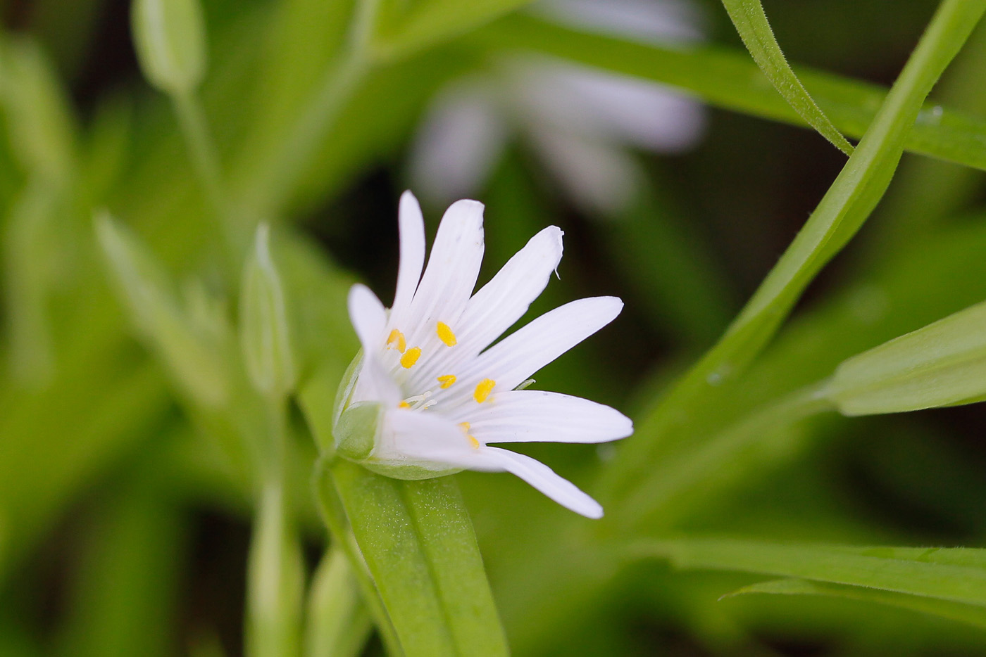 Image of Stellaria holostea specimen.