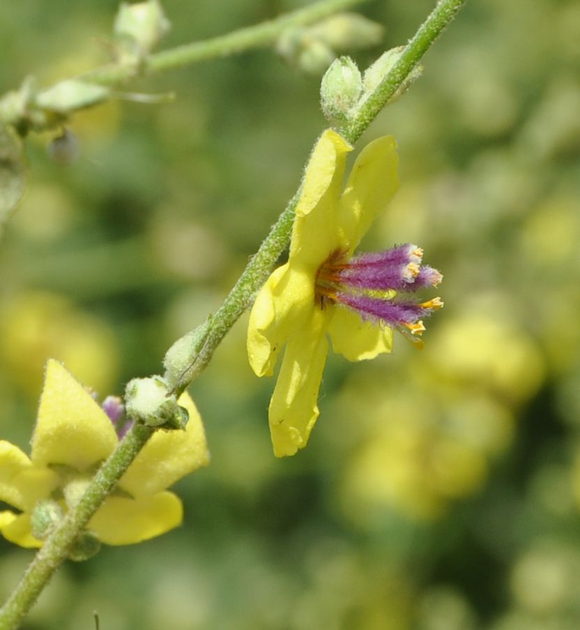 Image of Verbascum chaixii specimen.