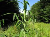 Sonchus palustris