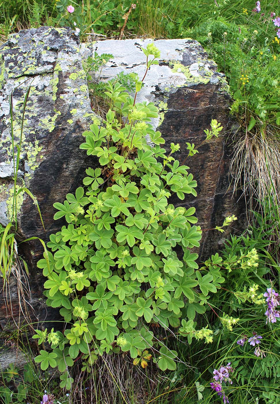 Image of Potentilla brachypetala specimen.