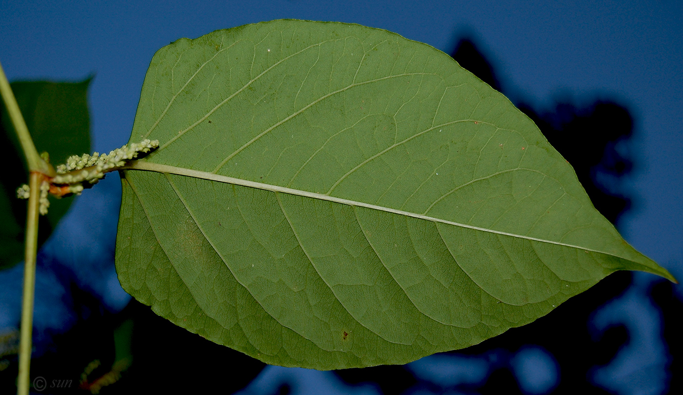 Изображение особи Reynoutria japonica.