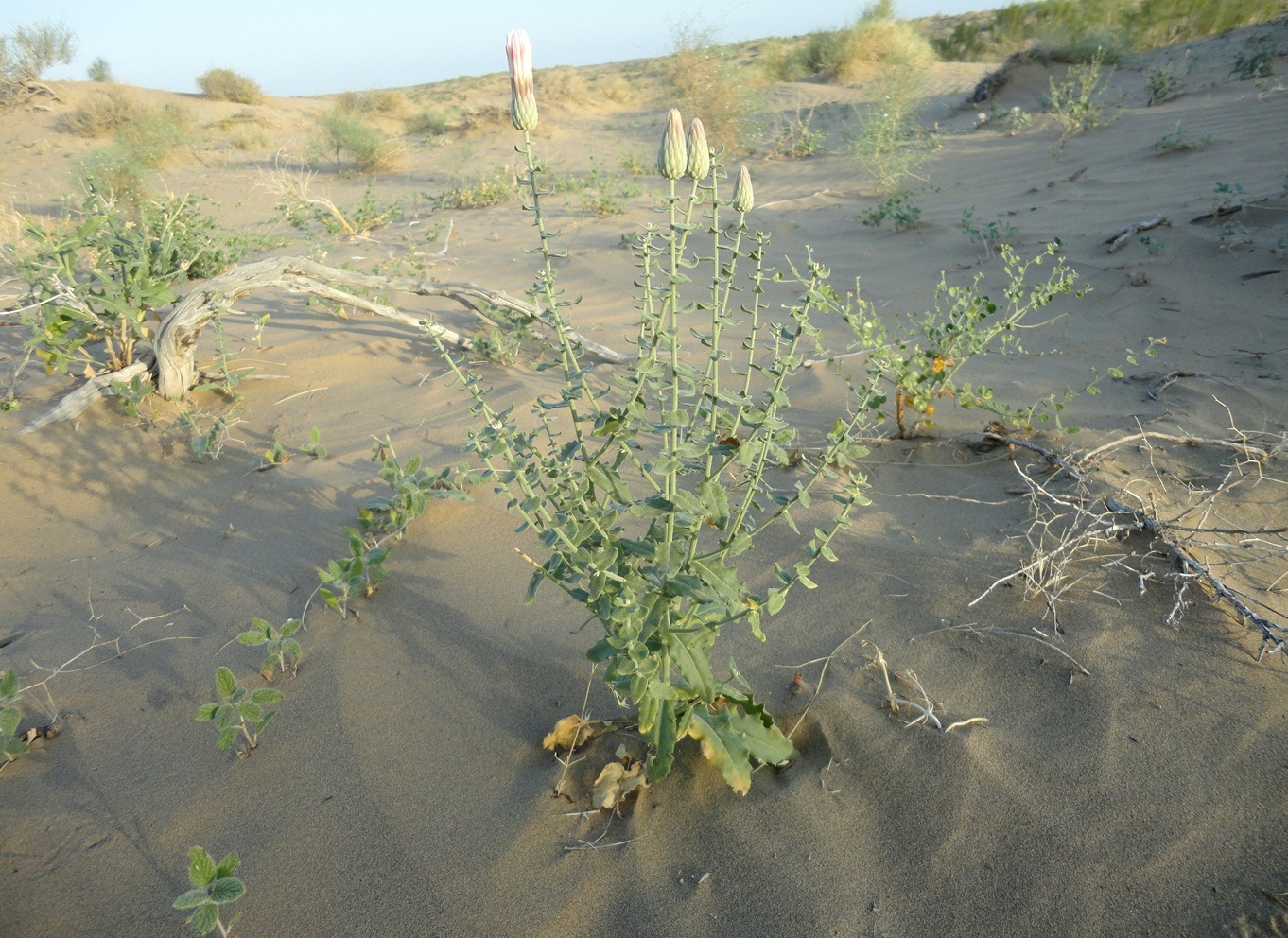 Image of Jurinea derderioides specimen.