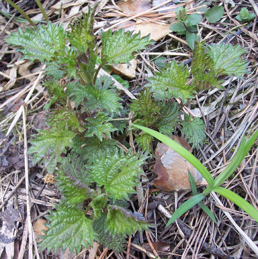 Image of Urtica dioica specimen.