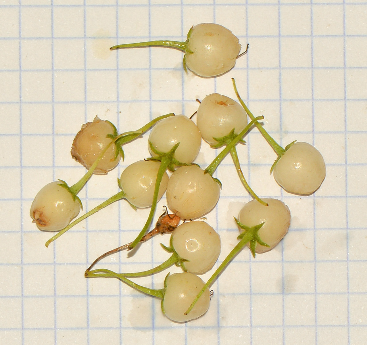 Image of Myoporum parvifolium specimen.