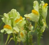 Linaria vulgaris. Верхушка соцветия с цветками и завязями плодов. Санкт-Петербург, конец июля.