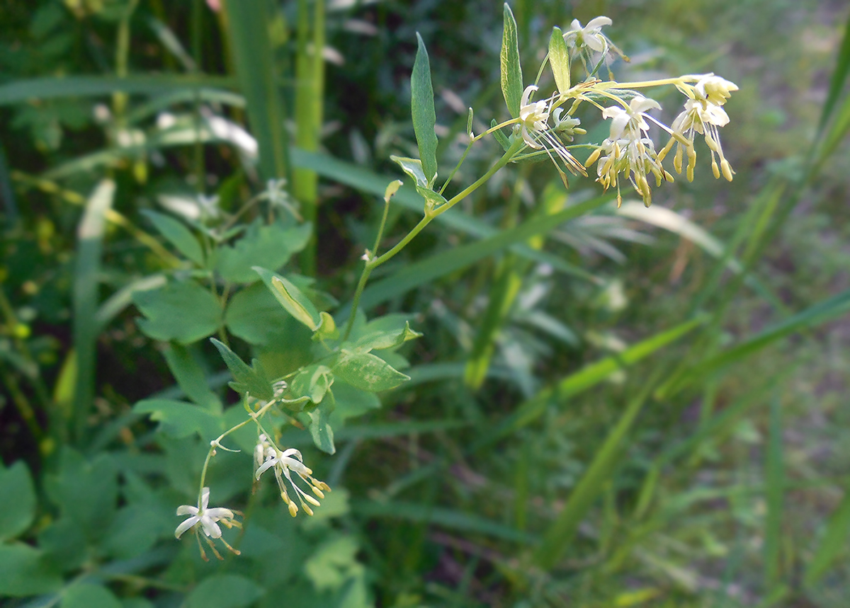 Изображение особи Thalictrum thunbergii.