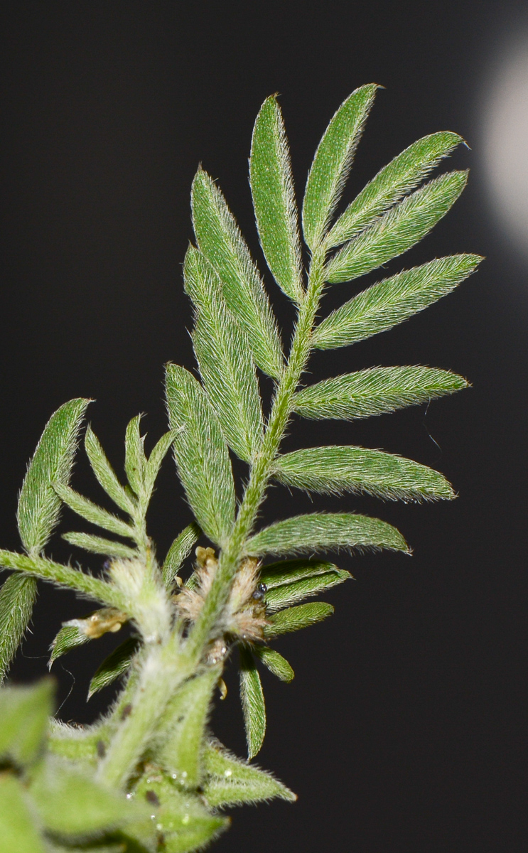 Image of Astragalus epiglottis specimen.