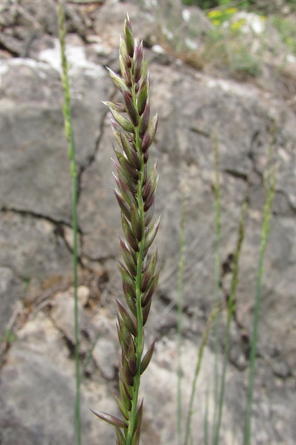 Image of Melica monticola specimen.