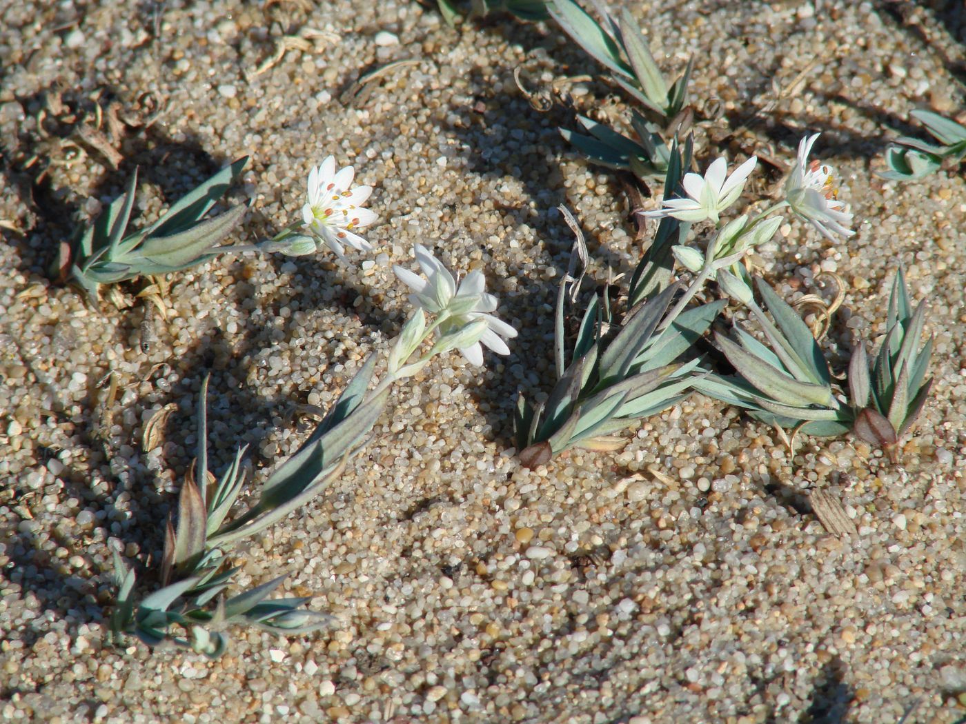 Image of Stellaria dahurica specimen.