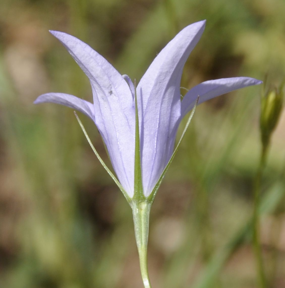 Image of Campanula spatulata specimen.