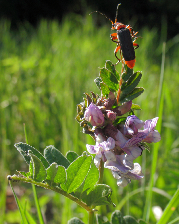 Image of Vicia sepium specimen.