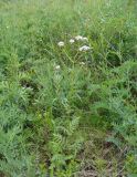 Valeriana rossica