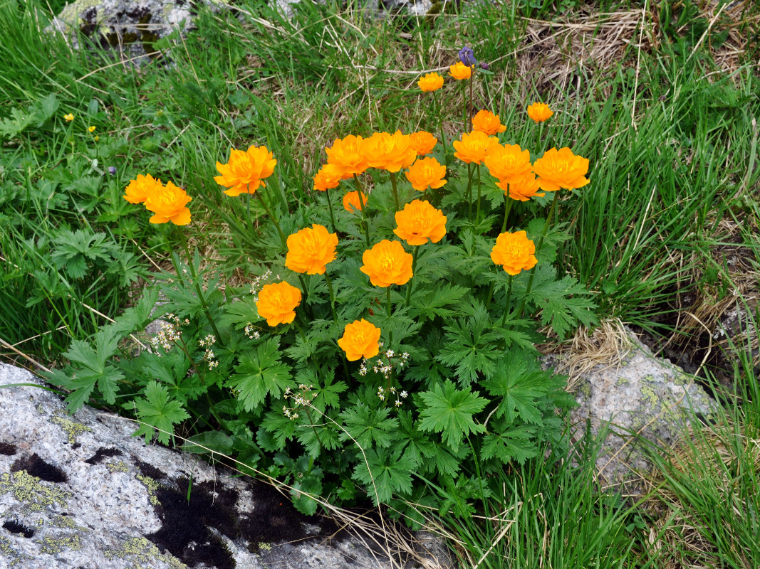 Изображение особи Trollius asiaticus.