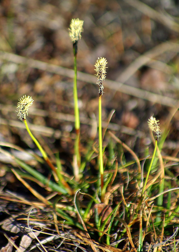 Image of genus Carex specimen.