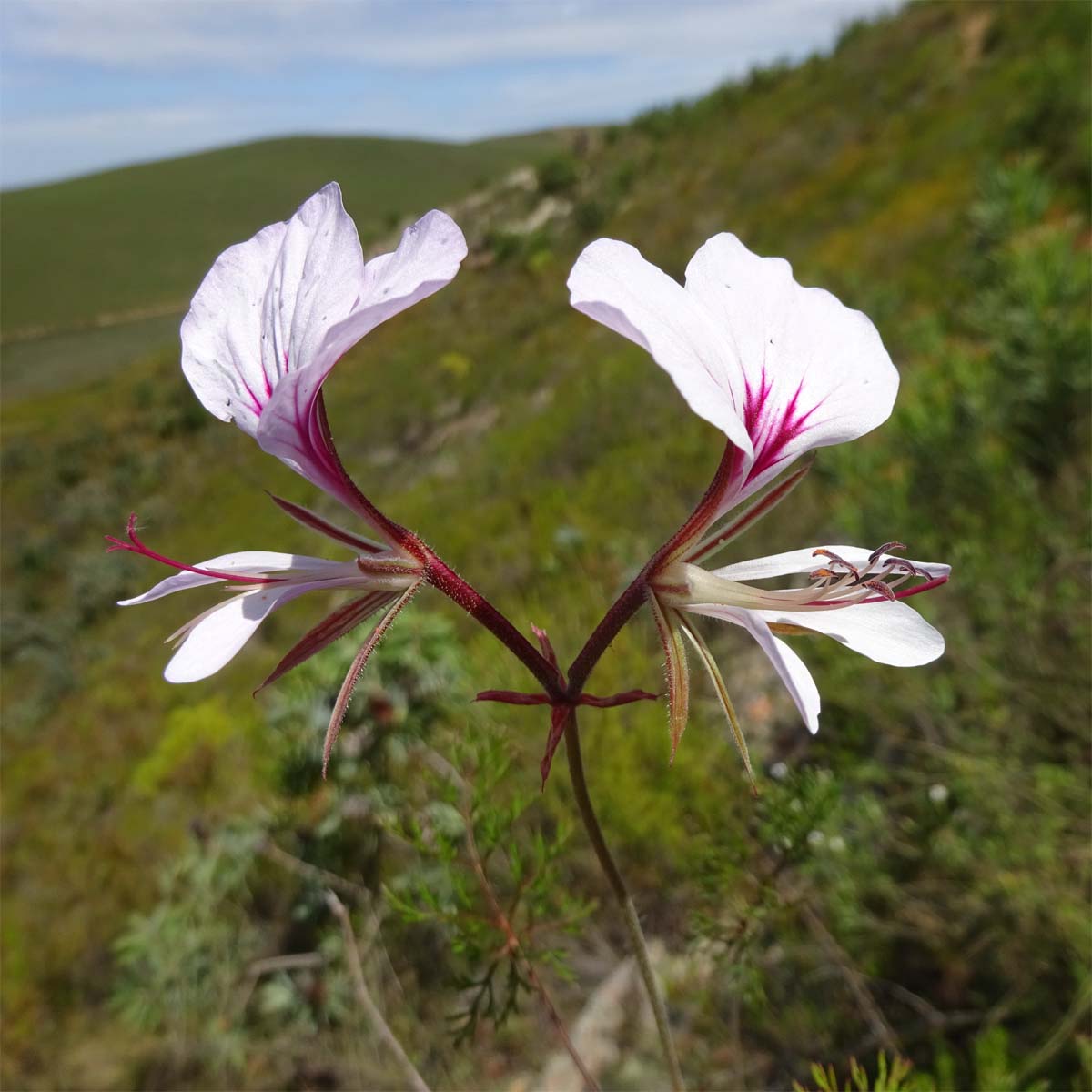 Изображение особи Pelargonium myrrhifolium.