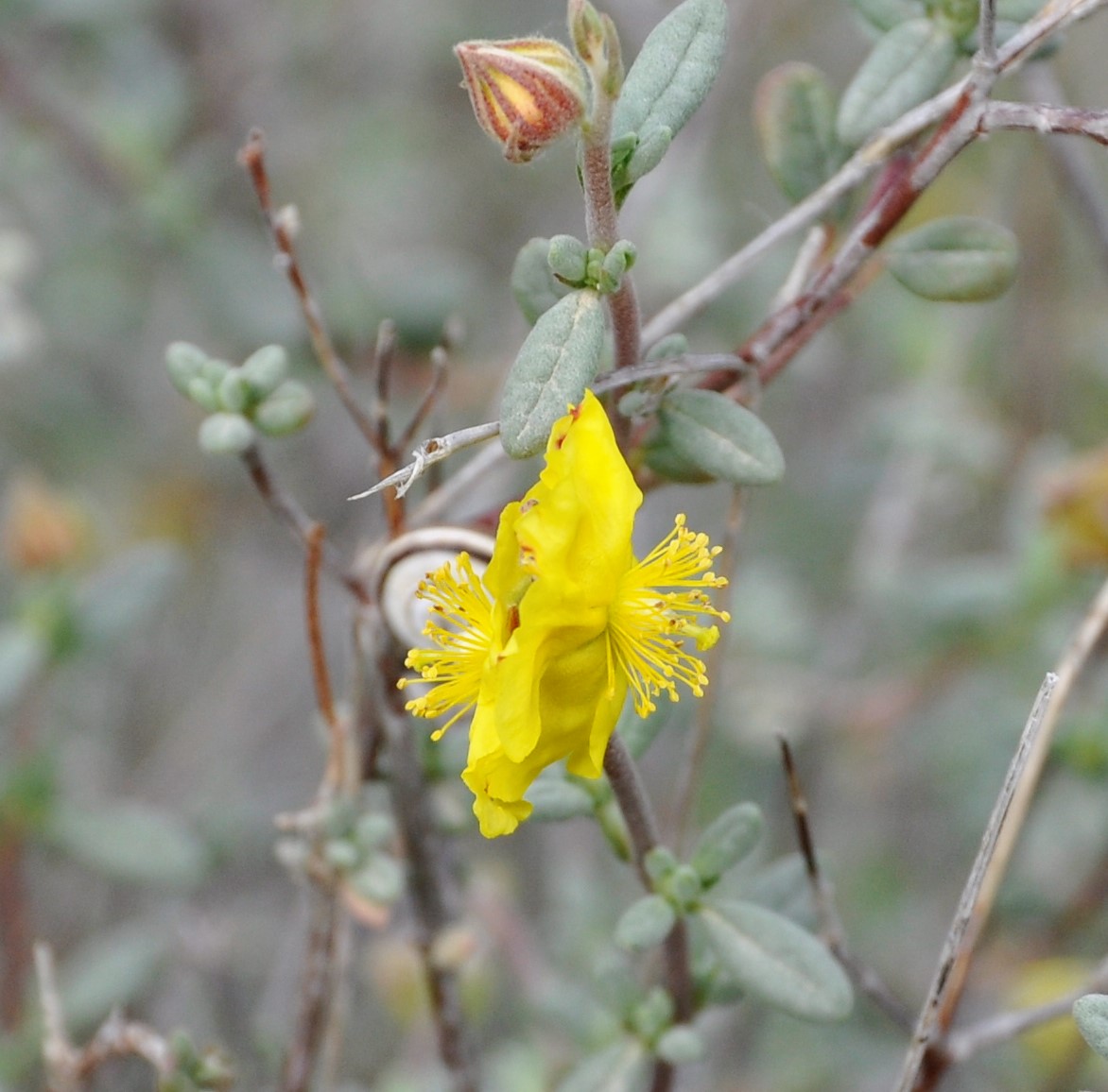 Изображение особи Helianthemum stipulatum.