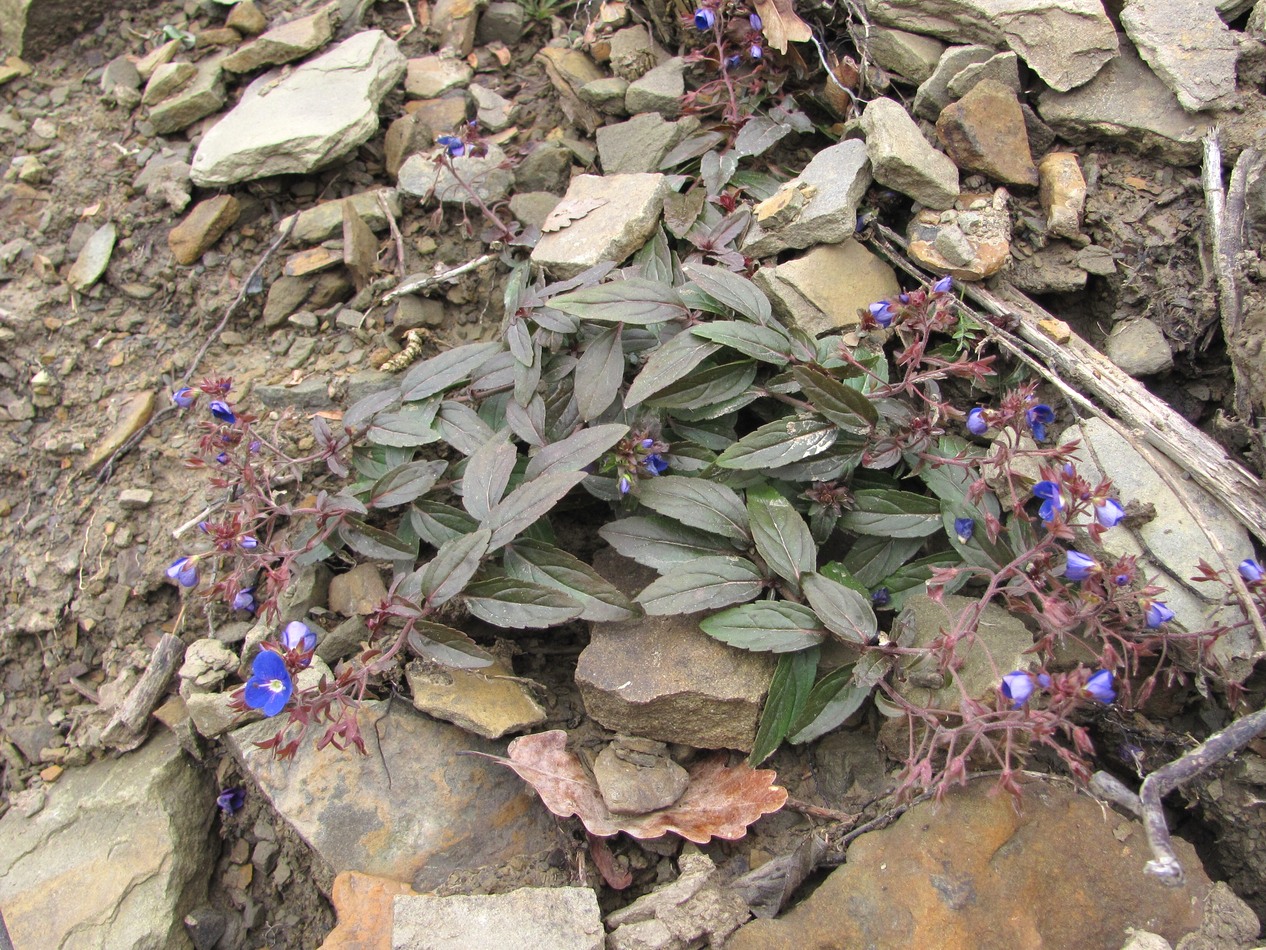 Image of Veronica umbrosa specimen.