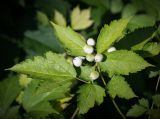 Actaea rubra f. neglecta