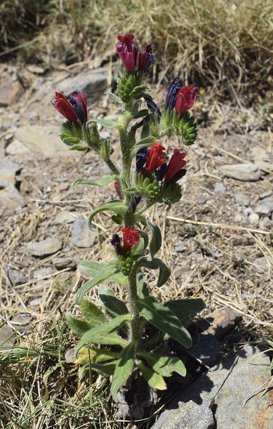 Image of Echium creticum specimen.