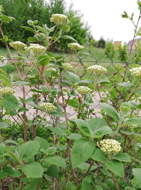 Изображение особи Viburnum lantana.