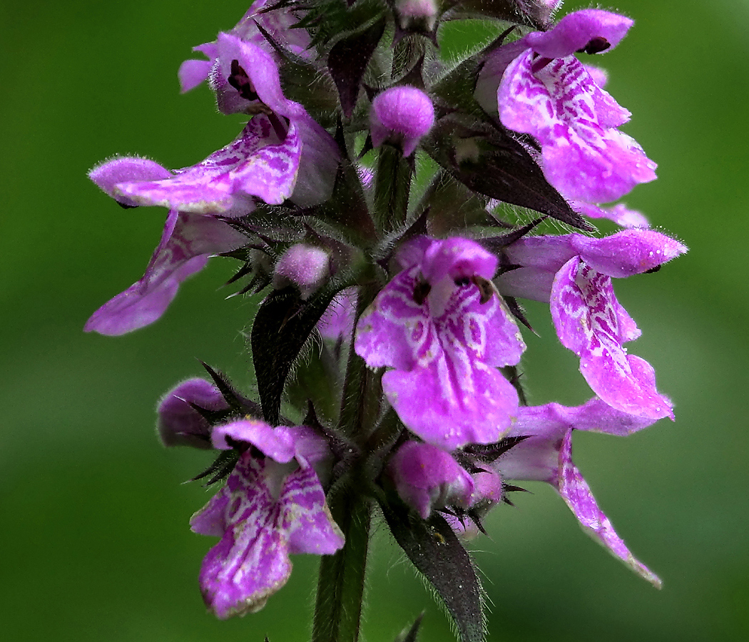 Image of Stachys palustris specimen.