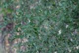 Buxus sinica var. insularis