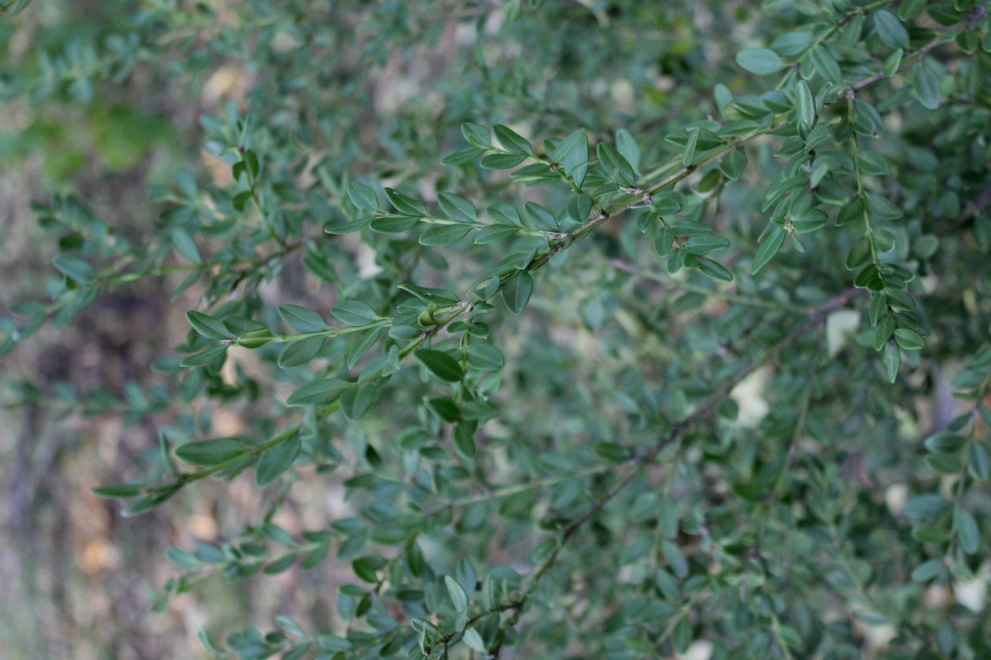 Image of Buxus sinica var. insularis specimen.