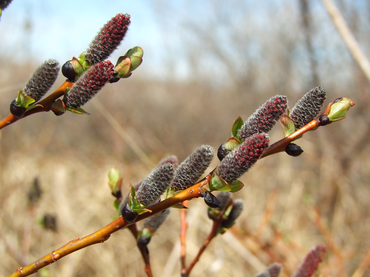 Image of Salix fuscescens specimen.