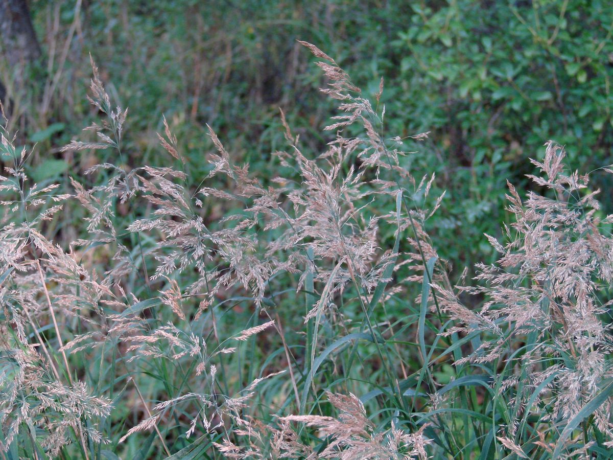 Изображение особи Calamagrostis langsdorffii.