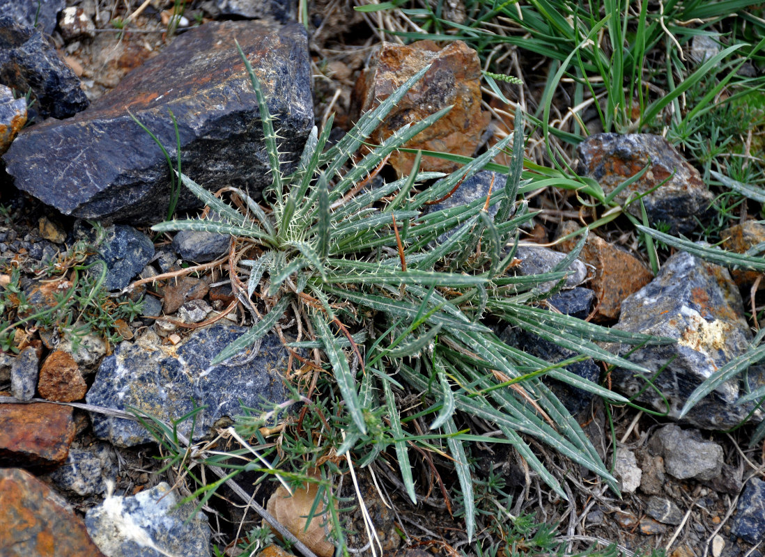 Image of Ancathia igniaria specimen.