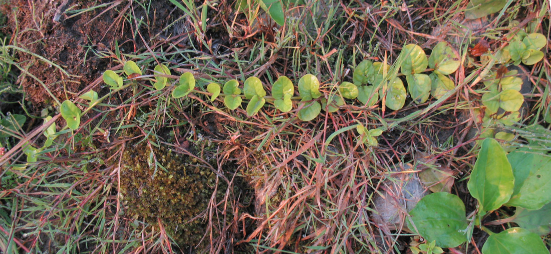 Image of Lysimachia nummularia specimen.