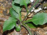 Hieracium vulgatum