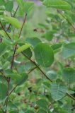 Amelanchier spicata