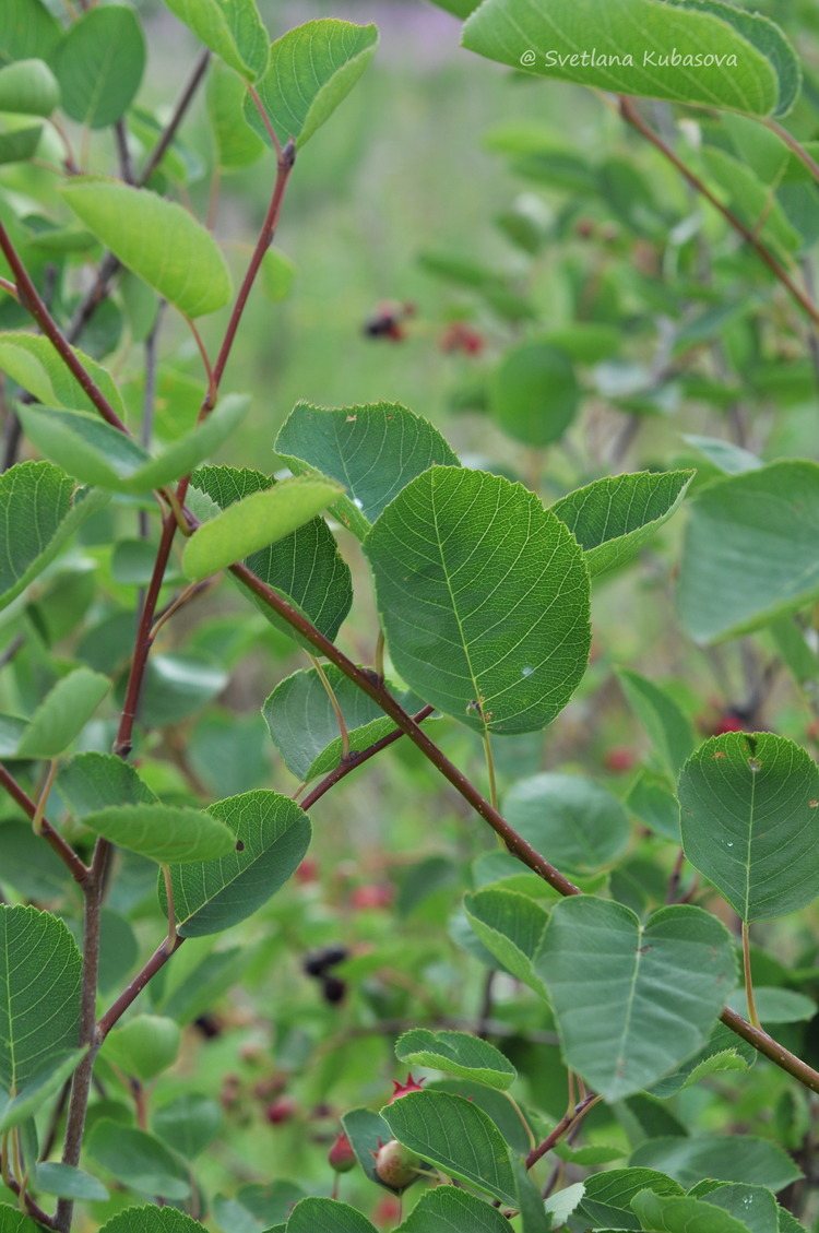 Image of Amelanchier spicata specimen.