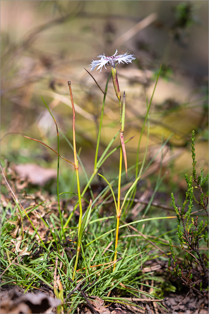 Изображение особи Dianthus borussicus.