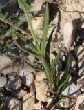 Pleconax coniflora. Нижняя часть побега. Израиль, окр. г. Арад, фригана на каменистом ровном участке. 03.03.2020.