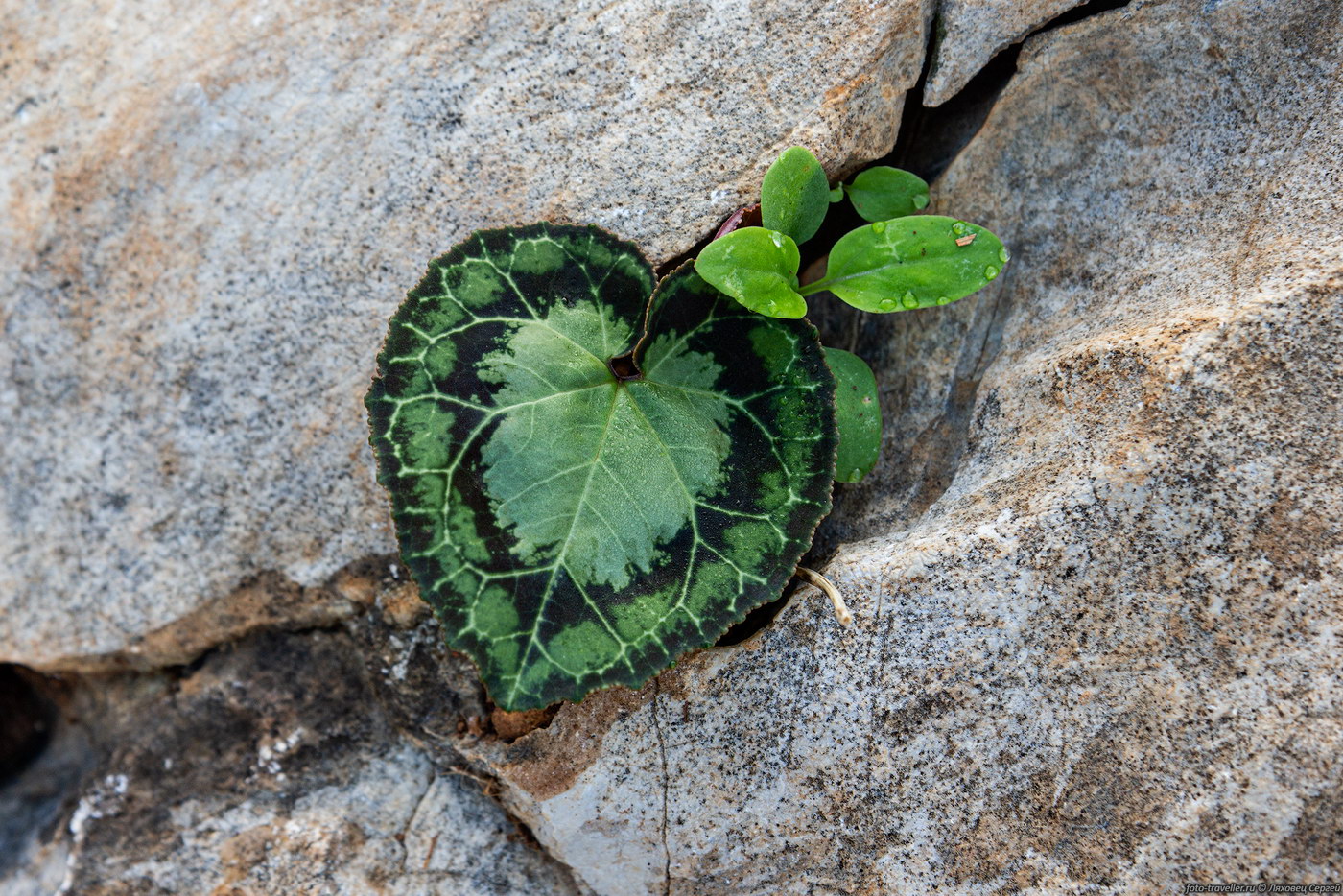 Image of Cyclamen graecum specimen.