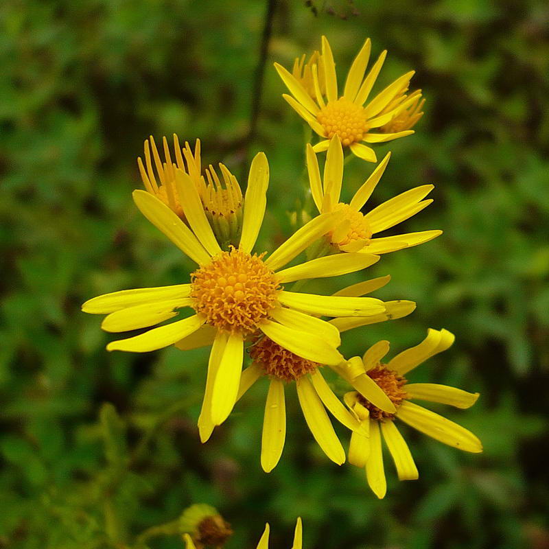 Image of Senecio jacobaea specimen.